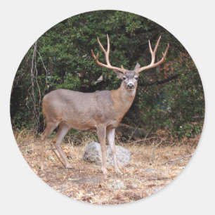Deer Round Sticker