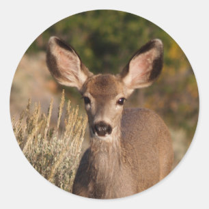 Deer Round Sticker