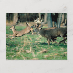 Deer running in forest postcard