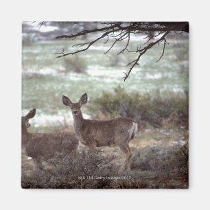 Deer running magnet