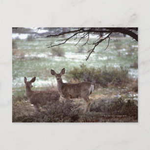 Deer running postcard