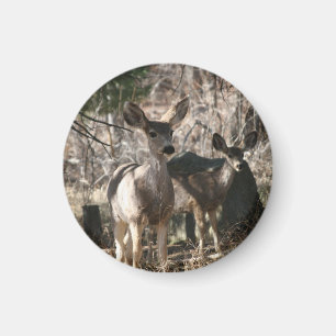 Deer saying hello magnet