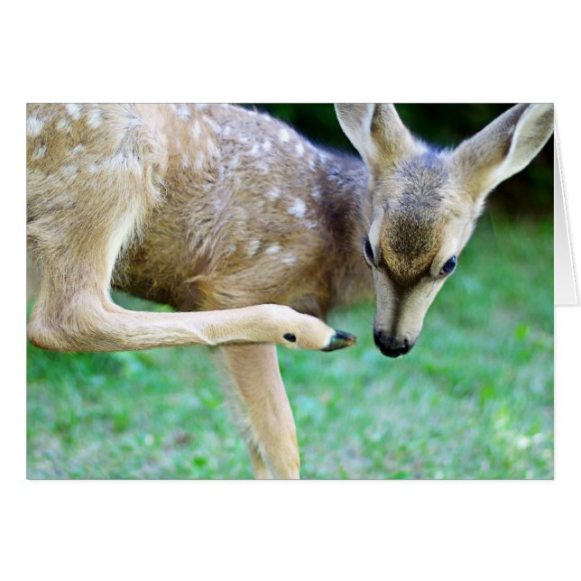 Deer - Scratch that Itch (Front Horizontal)