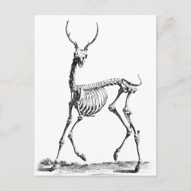Deer Skeleton postcard (Front)