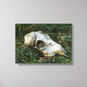 Deer Skull Canvas Print