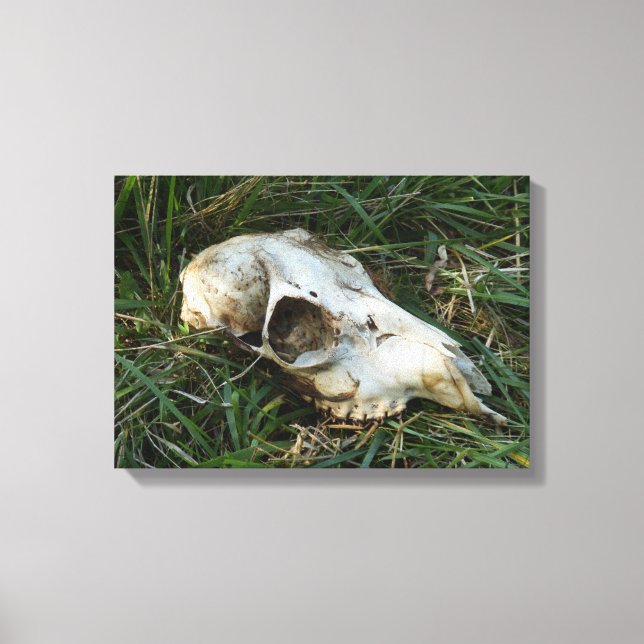 Deer Skull Canvas Print (Front)