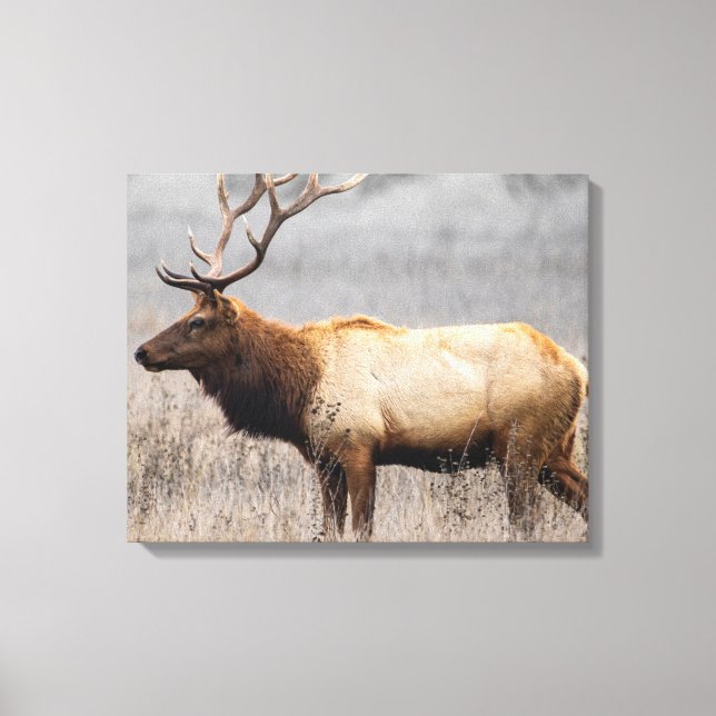 Deer Stag Animals Wildlife Nature Buck Canvas Print (Front)