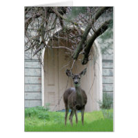 Deer standing in front of the Wehner Mansion