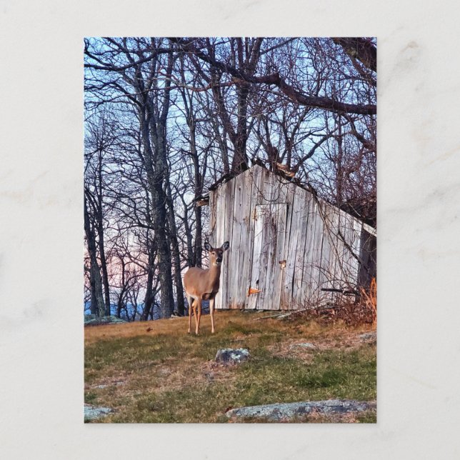 Deer Standing Near a Shed Postcard (Front)