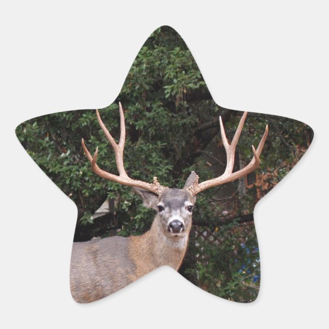 Deer Star Sticker (Front)