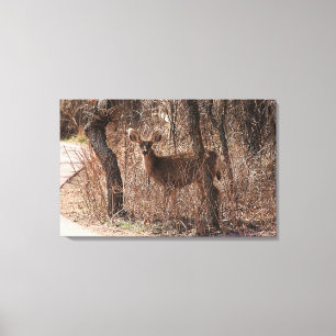 Deer Stare Canvas Print