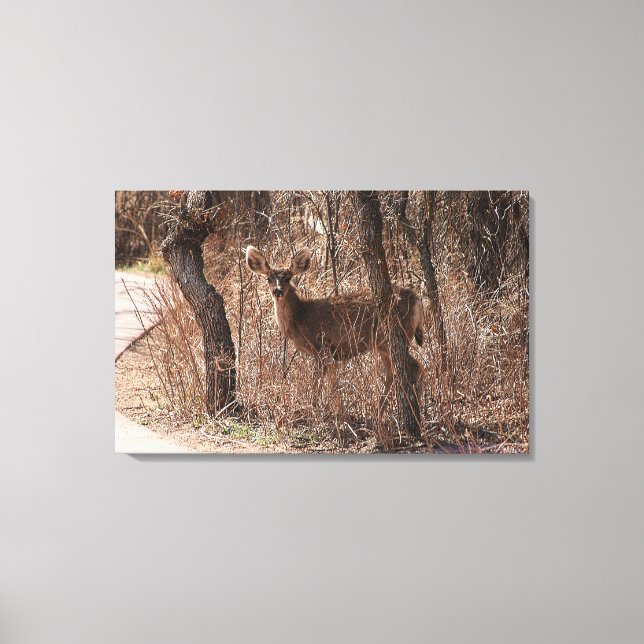 Deer Stare Canvas Print (Front)