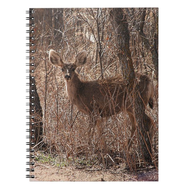 Deer Stare  Notebook (Front)