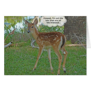 Deer thinking about birdseed