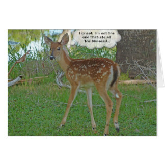 Deer thinking about birdseed