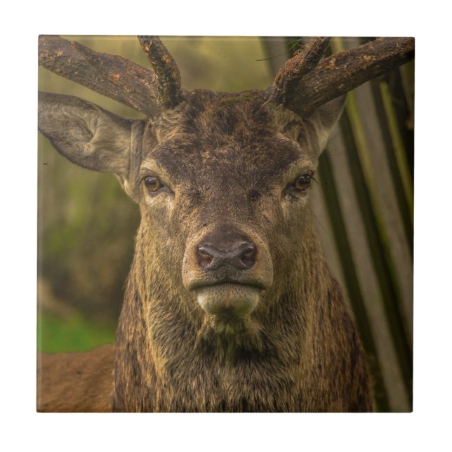 Deer Tile (Front)