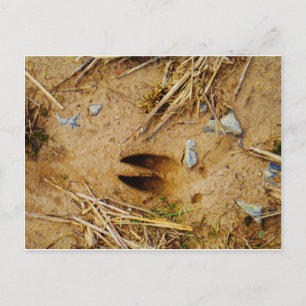 Deer Track Postcard