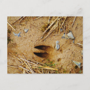 Deer Track Postcard