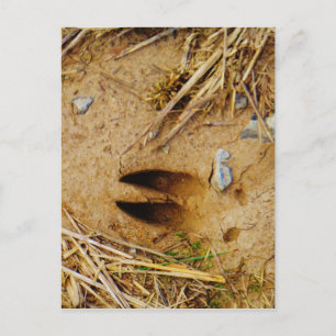 Deer Track Postcard