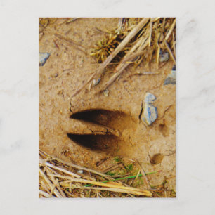 Deer Track Postcard