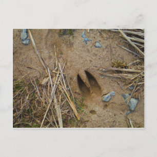 deer track postcard