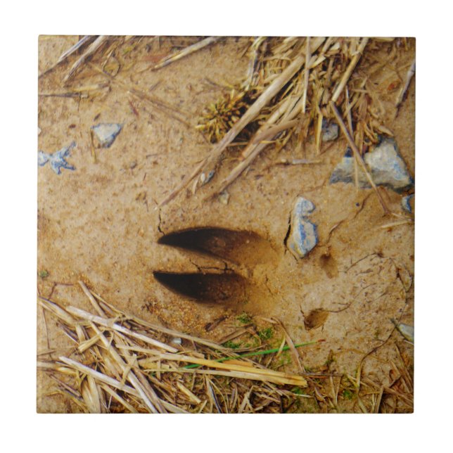 Deer Track Tile (Front)