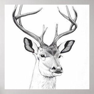 Deer Wild Nature Animal Illustration Art Drawing Poster