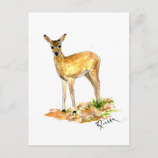Deer Wildlife postcard (Front)