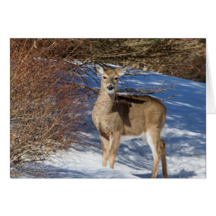 Deer With Snow And Brush