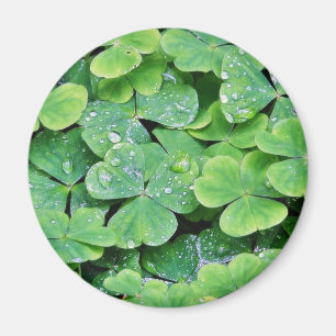 Deerpark Ireland Clover Dew Drops Magnet