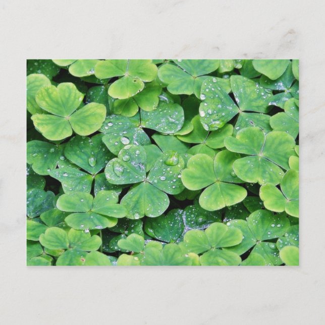 Deerpark Ireland Clover Dew Drops Postcard (Front)