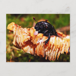 Deetle postcard