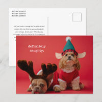 Definitely Naughty Pet Photo Cute Christmas