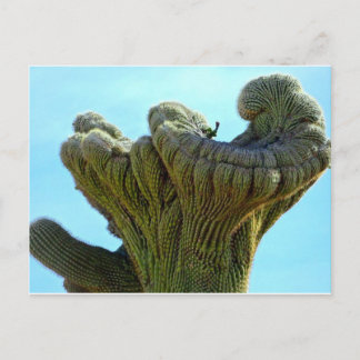 deformed saguaro cactus.jpg postcard