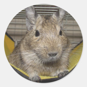 Degu Classic Round Sticker