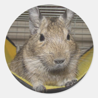 Degu Classic Round Sticker