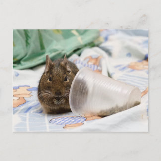 Degu Gnawing Her Food on the Bed Postcard