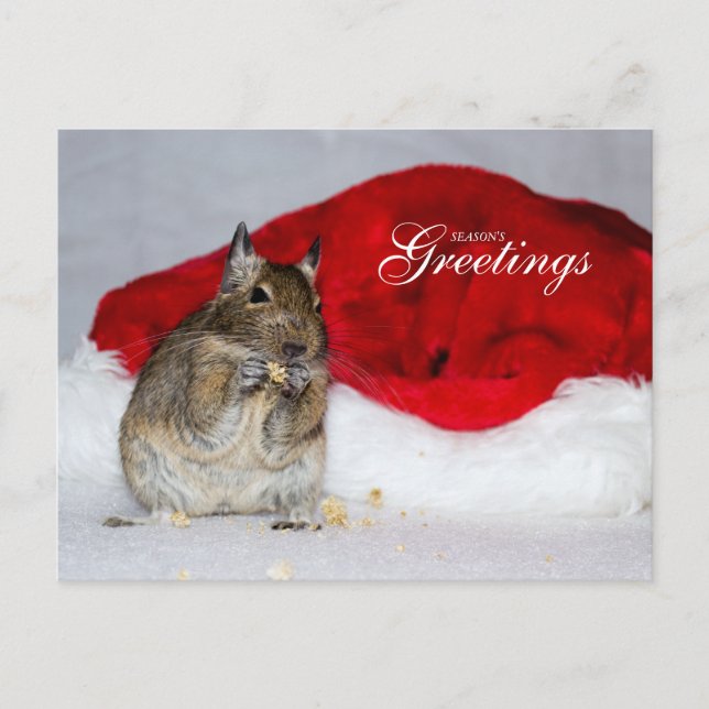 Degu & Santa Hat Season's Greetings Holiday Postcard (Front)