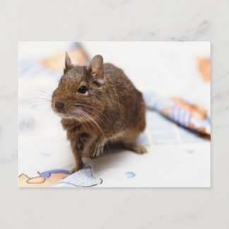 Degu Standing on the Bedsheet Postcard