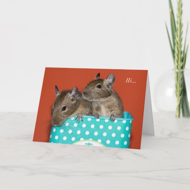 Degus inside Coffee Tin 'Hi' Card (Front)