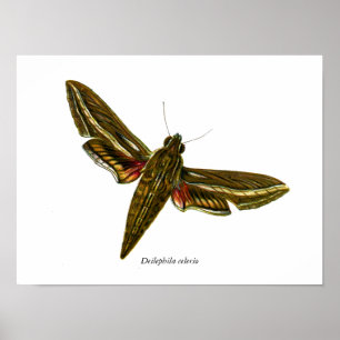 Deilephila celerio - Vine Hawk-Moth Poster