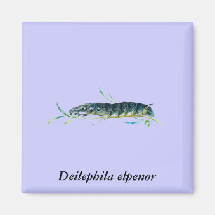 Deilephila elpenor caterpillar magnet