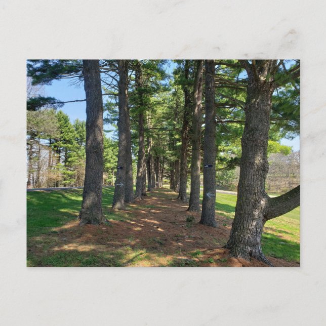 Deis Hill Park, Dover, Ohio Postcard (Front)