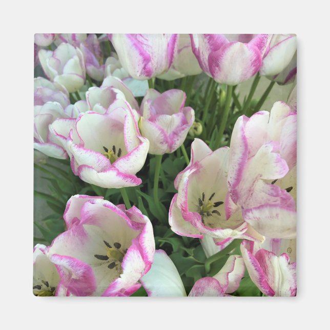 Del Piero Tulips Magnet (Front)