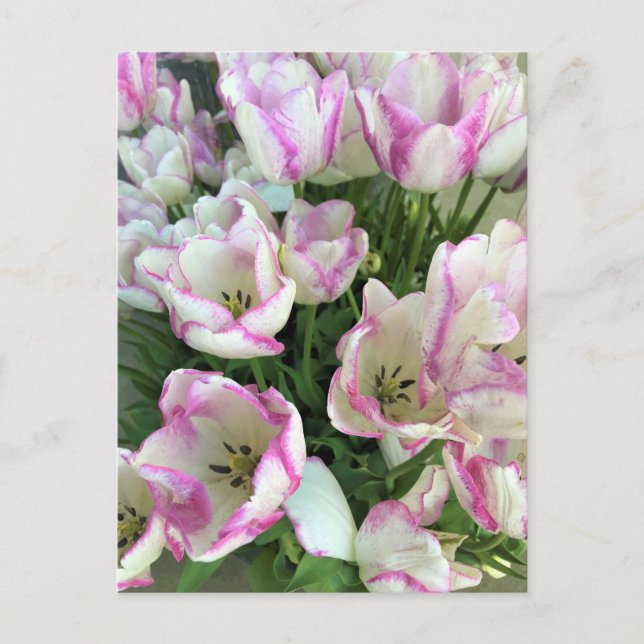 Del Piero Tulips Postcard (Front)