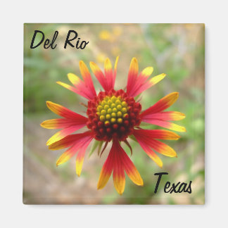 Del Rio Texas magnet blanketflower wildflower texa