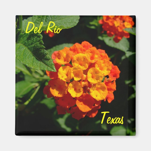 Del Rio Texas Magnet Lantana flower (Front)