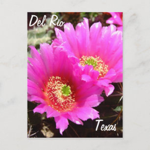 Del Rio Texas souvenirs pink cactus flower Postcard