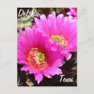 Del Rio Texas souvenirs pink cactus flower Postcard