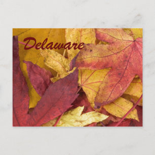Delaware Autumn Leaves Postcard